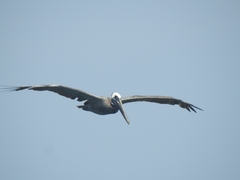 Pelecanus occidentalis