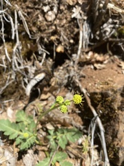 Sanicula bipinnatifida