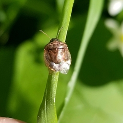 Cosmopepla intergressa