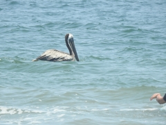 Pelecanus occidentalis