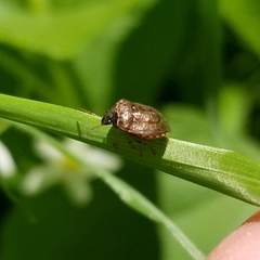 Cosmopepla intergressa