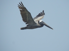 Pelecanus occidentalis