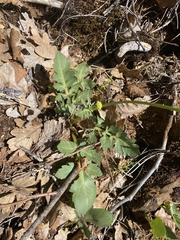 Sanicula bipinnatifida