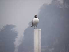 Chroicocephalus ridibundus