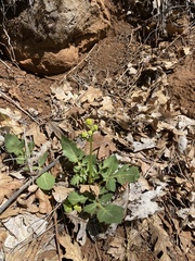 Sanicula bipinnatifida