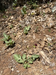 Sanicula bipinnatifida