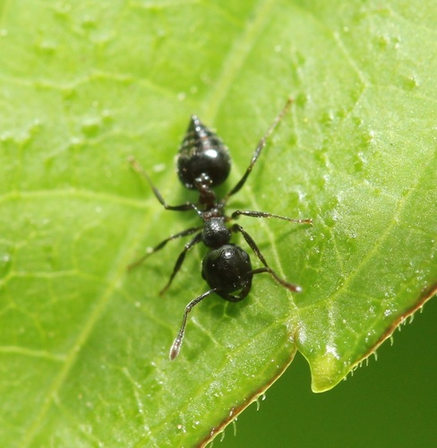 Cherry Acrobat Ant photo 6