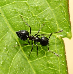 Crematogaster cerasi