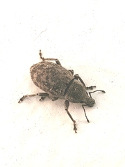 Anametis subfusca