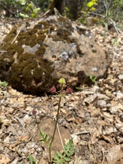 Sanicula bipinnatifida