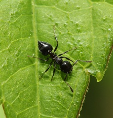 Crematogaster cerasi