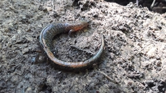 Plethodon dorsalis