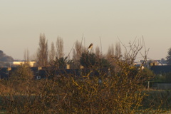 Emberiza