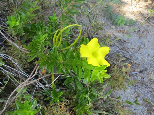 Pentalinon luteum
