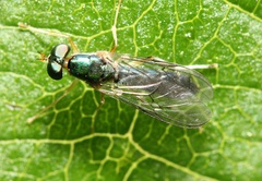 Merosargus caeruleifrons