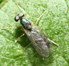 Merosargus caeruleifrons
