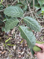 Homalium cochinchinense