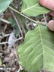 Homalium cochinchinense