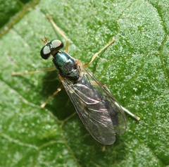 Merosargus caeruleifrons