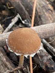 Gymnopilus allantopus