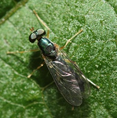 Merosargus caeruleifrons
