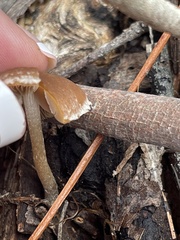 Gymnopilus allantopus