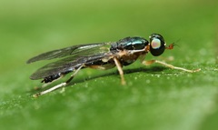 Merosargus caeruleifrons