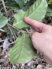 Homalium cochinchinense