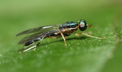 Merosargus caeruleifrons