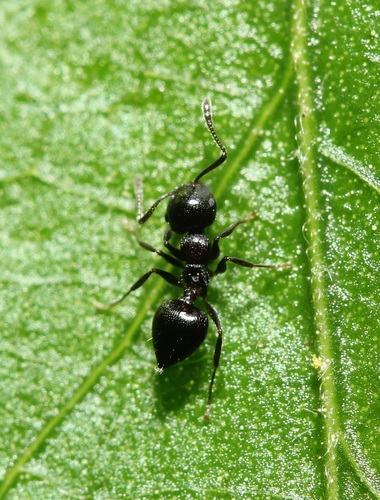 Cherry Acrobat Ant photo 4