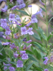 Penstemon platyphyllus