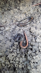 Plethodon dorsalis