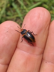 Iphiclus haematocephalus