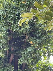 Citrus × limon