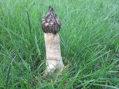Morchella punctipes