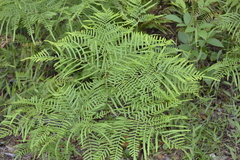 Pteridium caudatum
