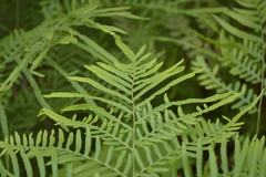 Pteridium caudatum