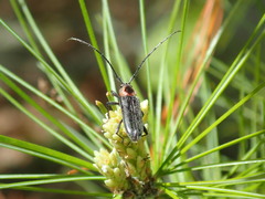 Stenosphenus notatus