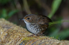 Pnoepyga pusilla