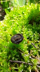 Plethodon dorsalis