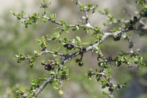 Scolosanthus
