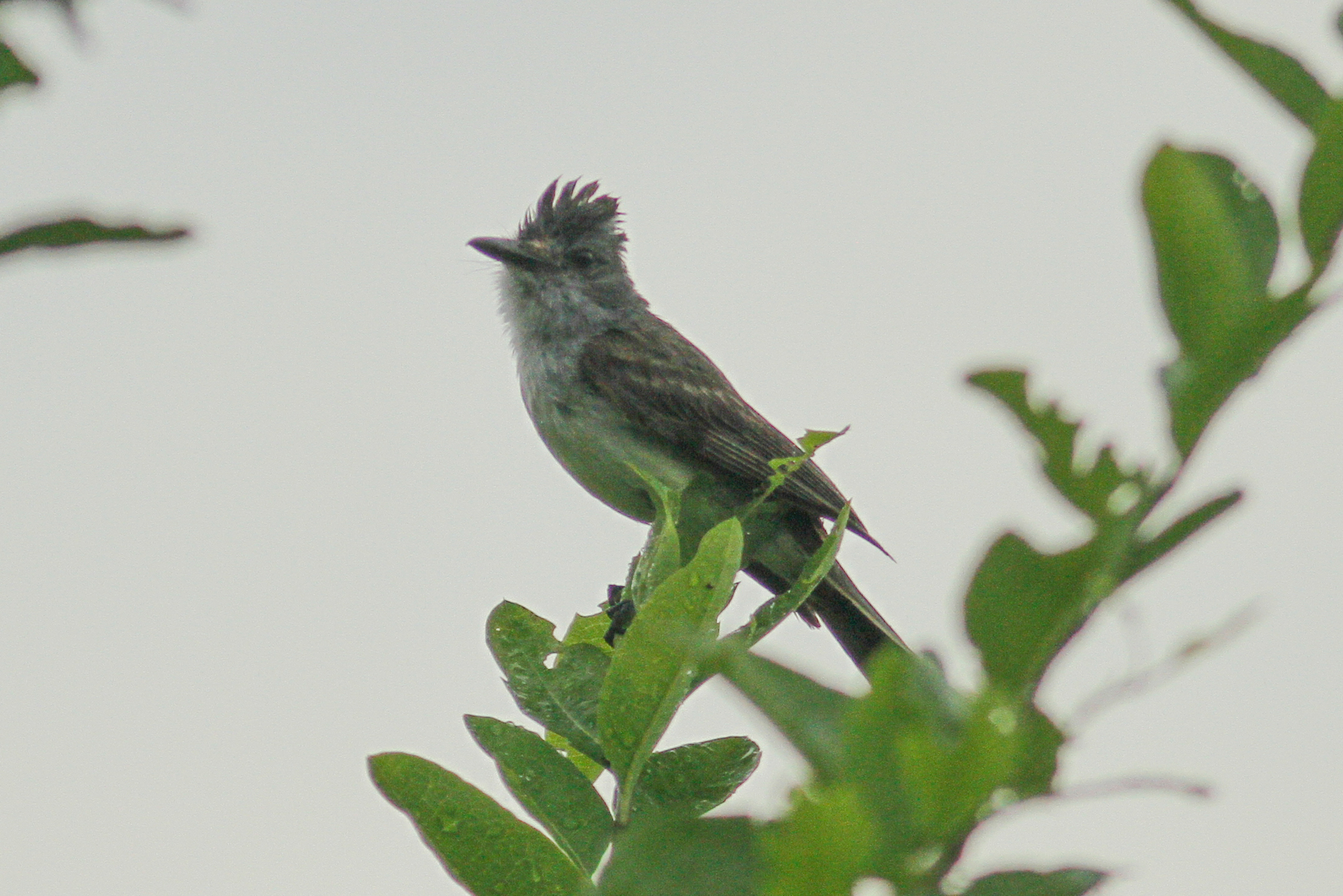 Sooty-crowned Flycatcher (Myiarchus phaeocephalus), photo 6