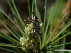Stenosphenus notatus