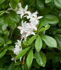 Rhododendron arborescens