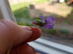 Viola howellii