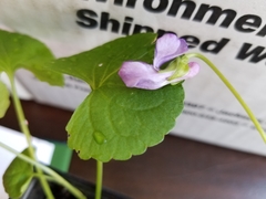 Viola howellii