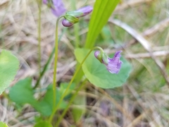 Viola howellii