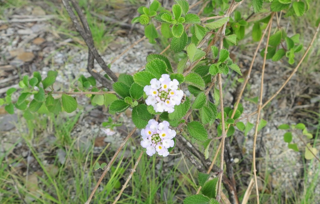 Lantana ciferriana