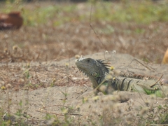 Iguana iguana