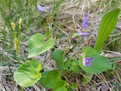 Viola howellii